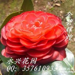 2011年3月7日漳州金碧辉煌出什么事-漳州金碧