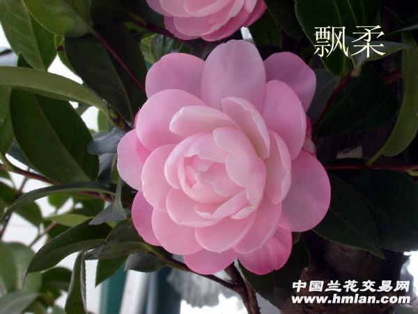 茶花 飘柔 (20厘米)