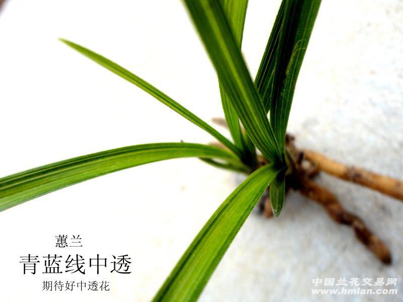下山蕙兰--- 青蓝边中透--期待绿嘴花! - 中国兰花