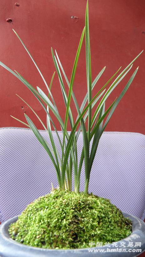 新种荷瓣!带花苞