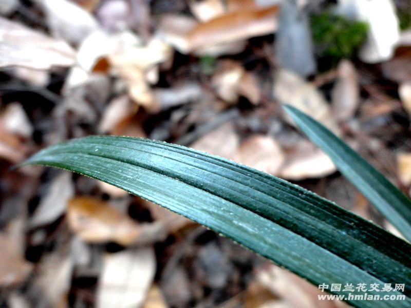 【蕙兰宝剑圆头】---极黑皮木纹草