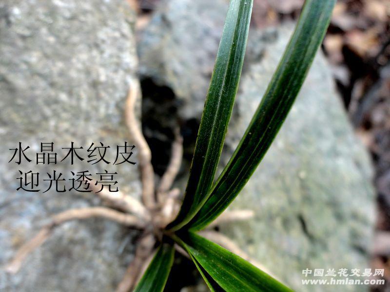 【下山蕙兰-木纹水晶皮草