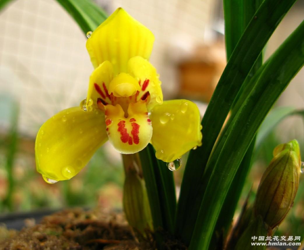 春剑特级金黄荷1苗1花1芽