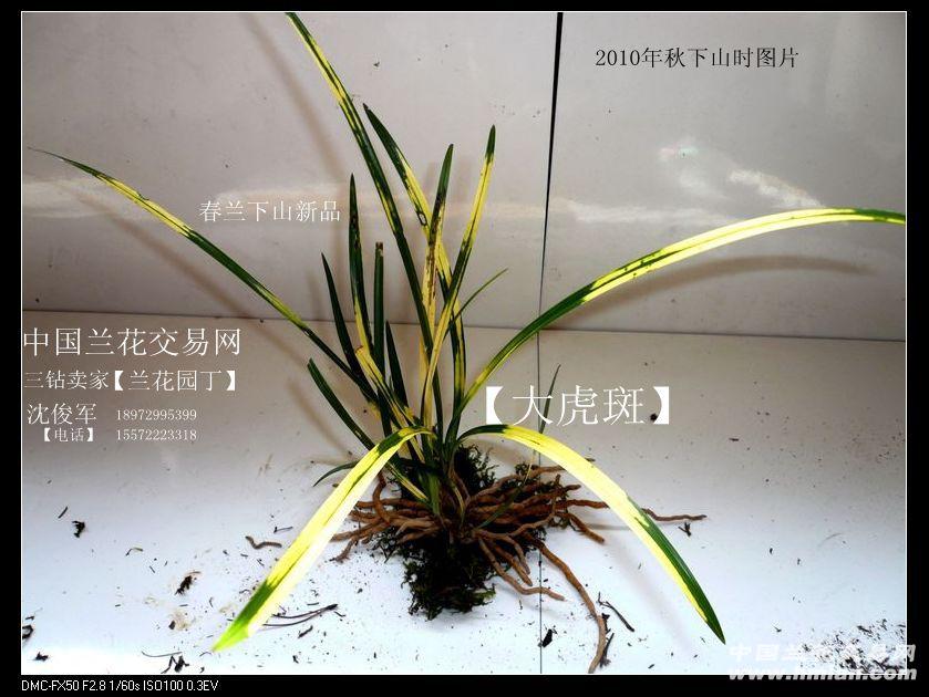 随州下山春兰-【大虎斑 引种苗】