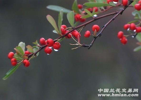 火棘盆景的制作与管理 火棘又名火把果、救军粮,为蔷薇科火棘属常绿灌木,株高约3米,侧枝短刺状,嫩枝有褐色短柔毛,叶片倒卵形或倒卵状长圆形,先端圆钝或微凹,叶长1.5厘米至6厘米,边缘有钝锯齿,叶色浓绿,有光泽。复伞花序,小花白色,3至5月开放。果实近球形,稍扁,直径约0.