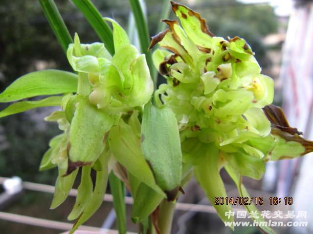 春兰余蝴蝶【已开花很久,花快谢】