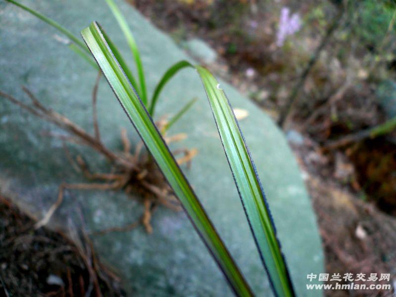 新品种--刚下山蕙兰【蝶草? 紫黑边?】 - 中国兰花交易网