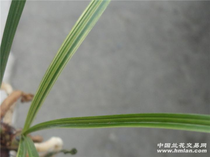 春兰线艺草