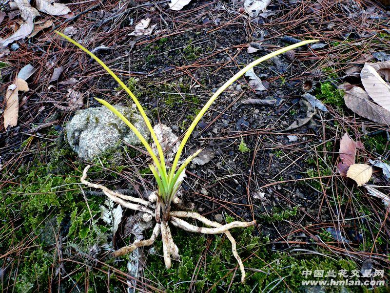 大洪山野生蕙兰--【大龙蛋 金黄变异草】