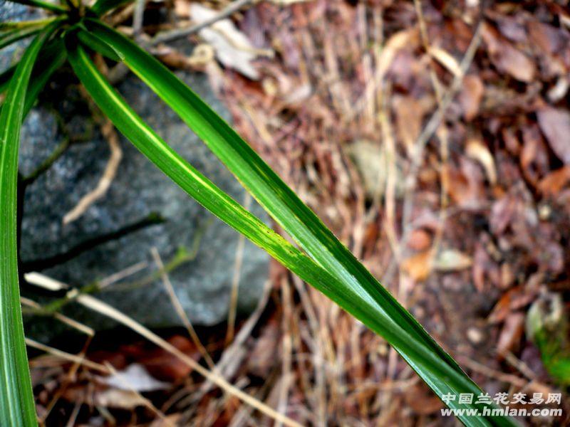 大洪山野生蕙兰--【大帽子 水晶丝缟】 - 中国兰花