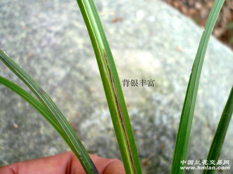 大洪山才下山蕙兰【蝶线草 带粉银】