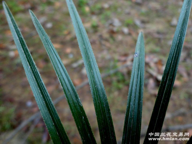 野生蕙兰 黑皮 木纹草 赌荷瓣】