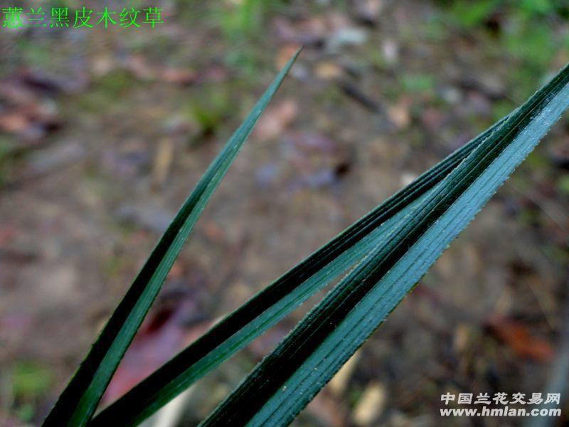 野生蕙兰--【 黑皮 木纹草 赌荷瓣 】 - 中国兰花交易