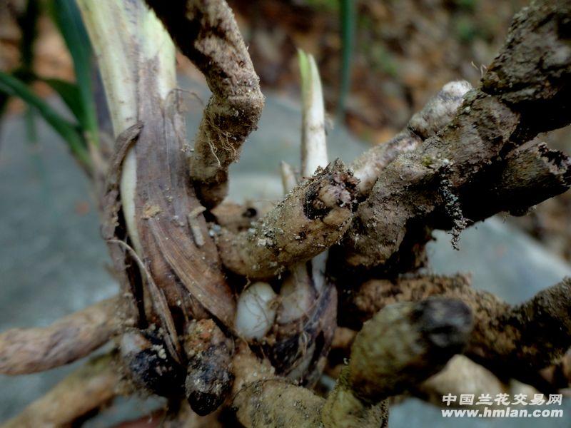 带水晶体的【蕙兰黑皮木纹草】赌荷瓣!