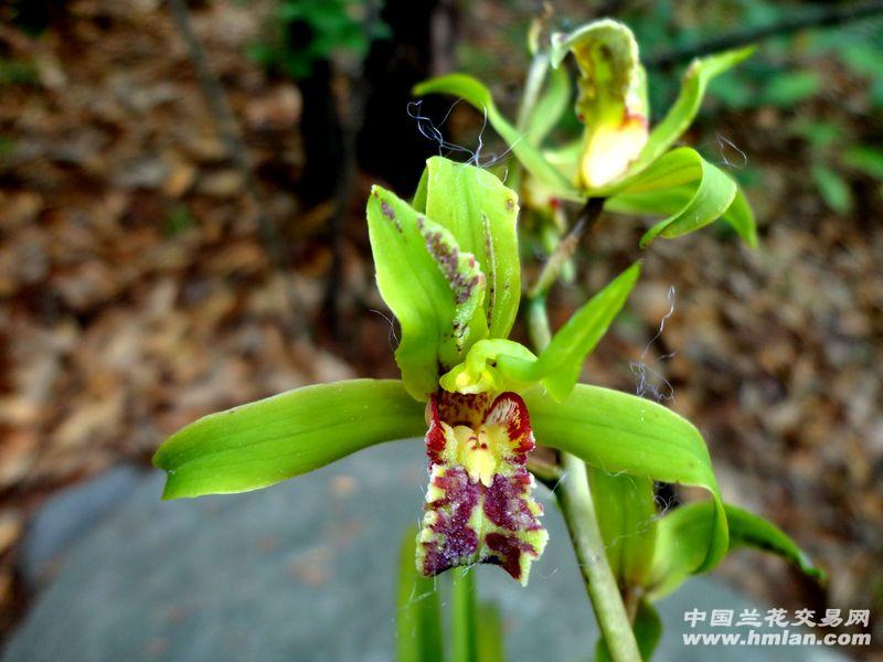 才蕙兰漂亮奇蝶带一箭香花