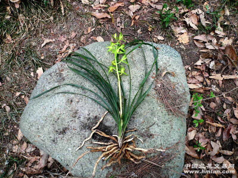 精品蕙兰【黑叶 绿花素】--香幽色纯!