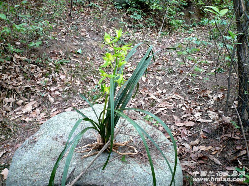 精品蕙兰【黑叶 绿花素】--香幽色纯!