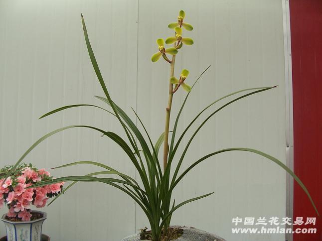 程梅- 中国兰花交易网