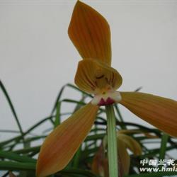 豆瓣——朱金红花1(引种苗四苗二花蕾)