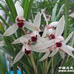 春晓(永昌红舌)2 中国兰花交易网