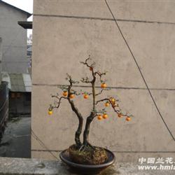 双杆金弹挂果金弹子