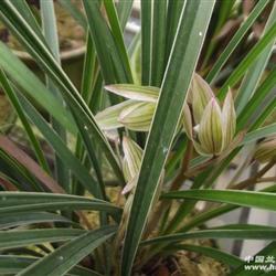 春细叶双艺带花苞带芽《1发2》
