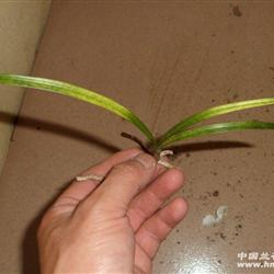 龙根春兰蛇斑艺(1) - 中国兰花交易网