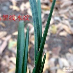 【下山蕙兰】----水晶体 黑木纹草 - 中国兰花交易网