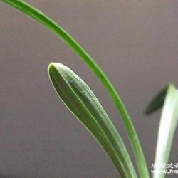 春兰漂亮头型草【低拍交友 中国兰花交易网