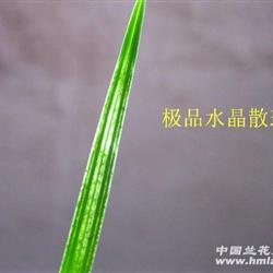 春剑小草型/极品水晶散斑艺[2] - 中国兰花交易网