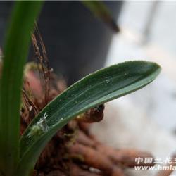 刚下山春兰圆头矮种 皮草 起瓢