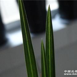 蕙兰龙蛋水晶草