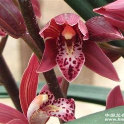 大量批发带花紫颜素