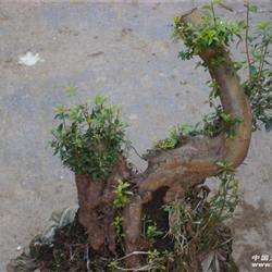 大理苍山小叶杜鹃老树桩{高50)