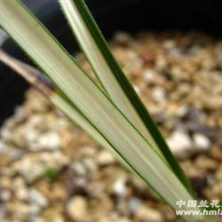 蕙兰先明雪白艺