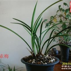 铁骨素梅 - 中国兰花交易网