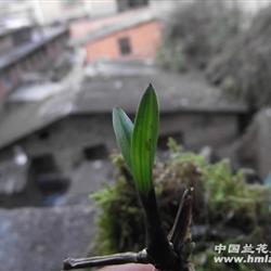 刚下山春兰纯头矮种皮草龙根