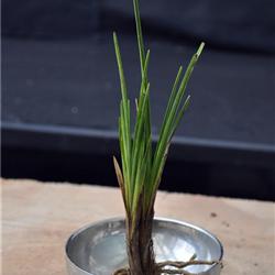 秤杆叶型水晶草