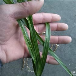 舂兰虎斑 - 中国兰花交易网