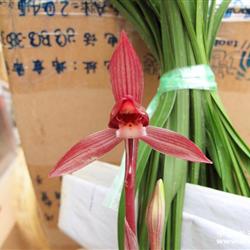 新品春兰红素——醉红 - 中国兰花交易网