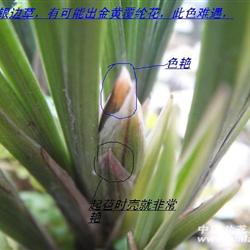 首拍春剑艺草艺花1
