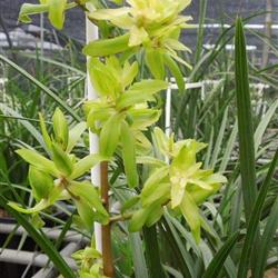 蕙兰奇花《一佰伴》清秀!前垄壮苗 1大芽!