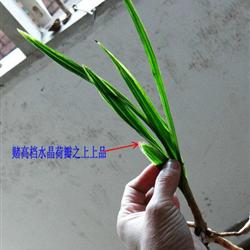 雅安大山上老乡家淘大的大宽叶春兰水晶缟赌水晶荷瓣