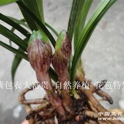 紫包衣大富贵【自然土养带花苞】