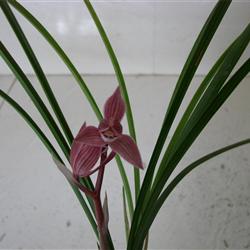 (02-5)