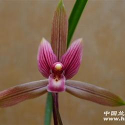 醉美人