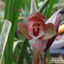 春剑 红荷【龙根苗第一次来花】