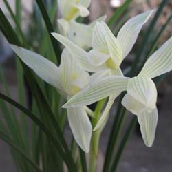 银勺素b-94 5苗1芽2箭花