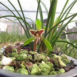 黑猫2 - 中国兰花交易网