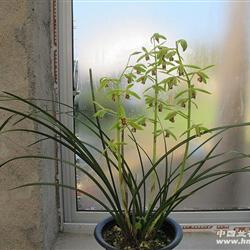 ■清新淡雅正格特香蕙01